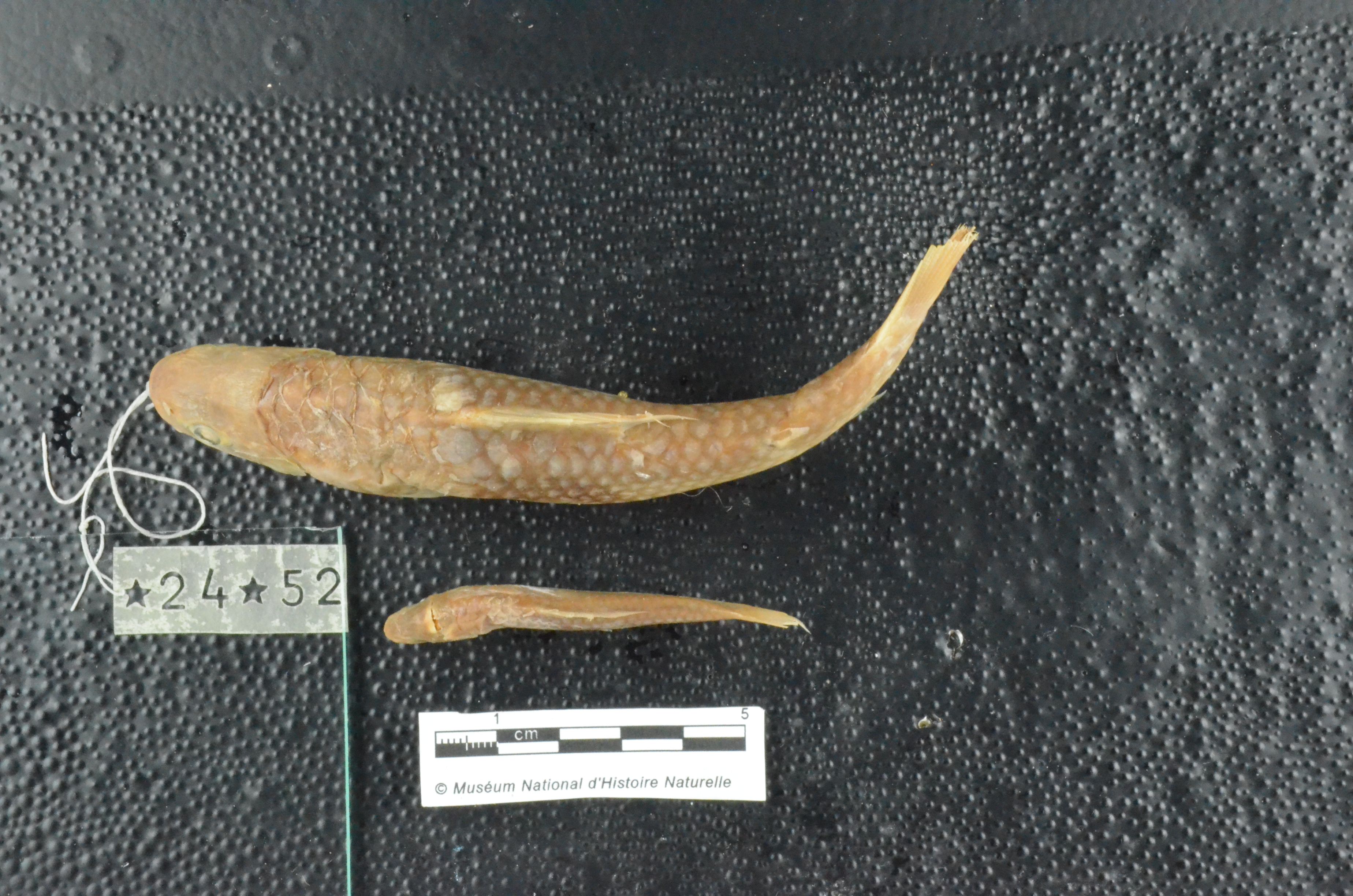 Varicorhinus sandersi Boulenger, 1912